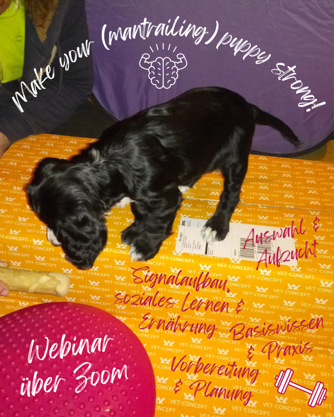 Webinar Make your (mantrailing) puppy strong!
